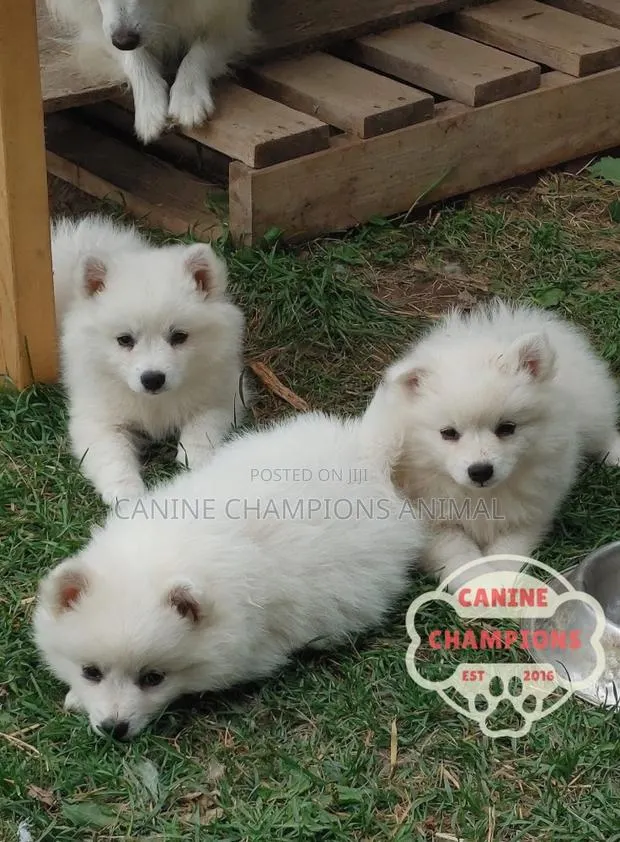 1-3 months Female Purebred American Eskimo · Photo 1