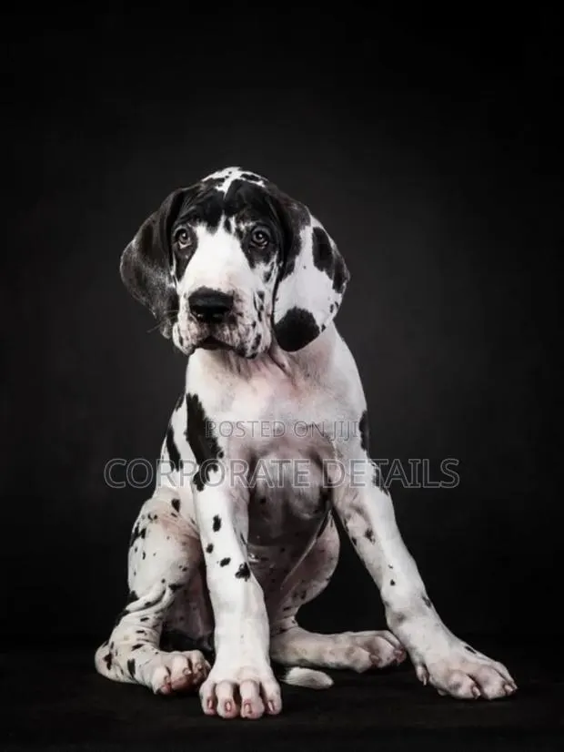 1-3 months Male Purebred Great Dane · Photo 1