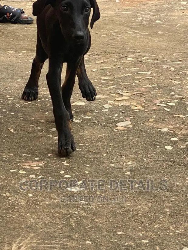 1-3 months Male Purebred Doberman Pinscher · Photo 1