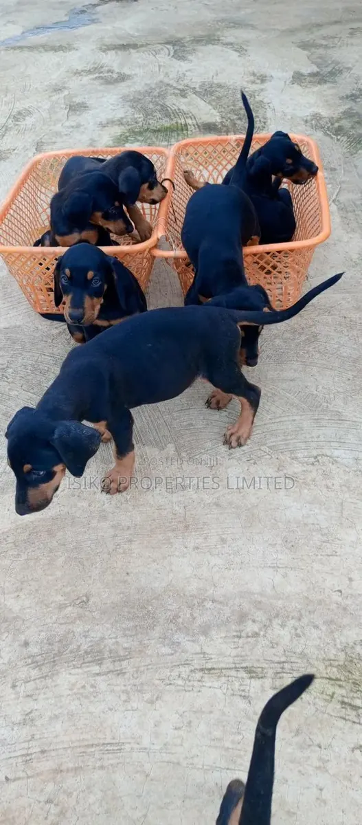 1-3 months Male Purebred Doberman Pinscher · Photo 1