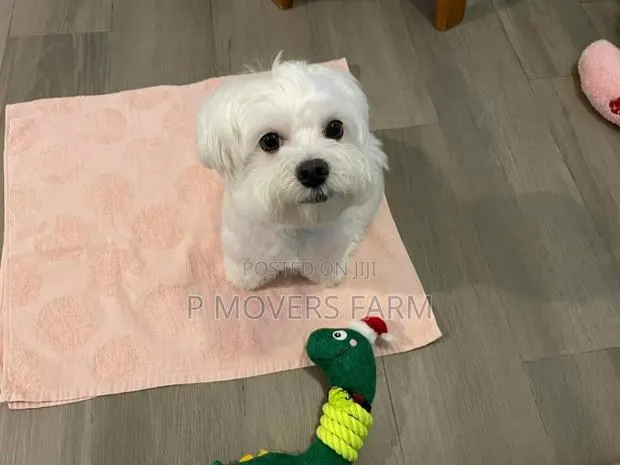 1-3 months Male Purebred Maltese · Photo 1