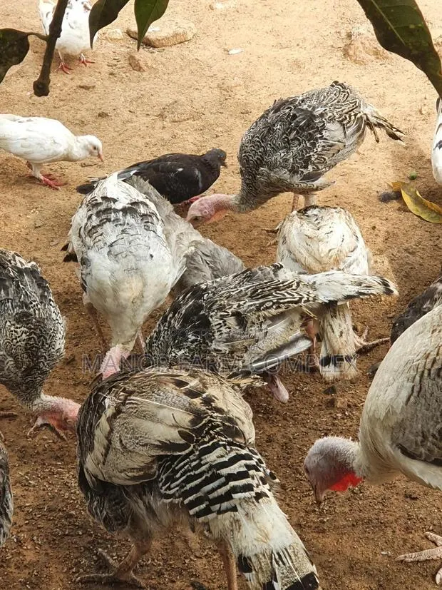 Young/Matured Hybrid Exotic Healthy Turkeys · Photo 1