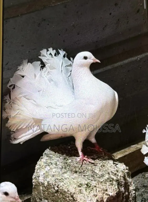 Foreign Pigeons · Photo 1