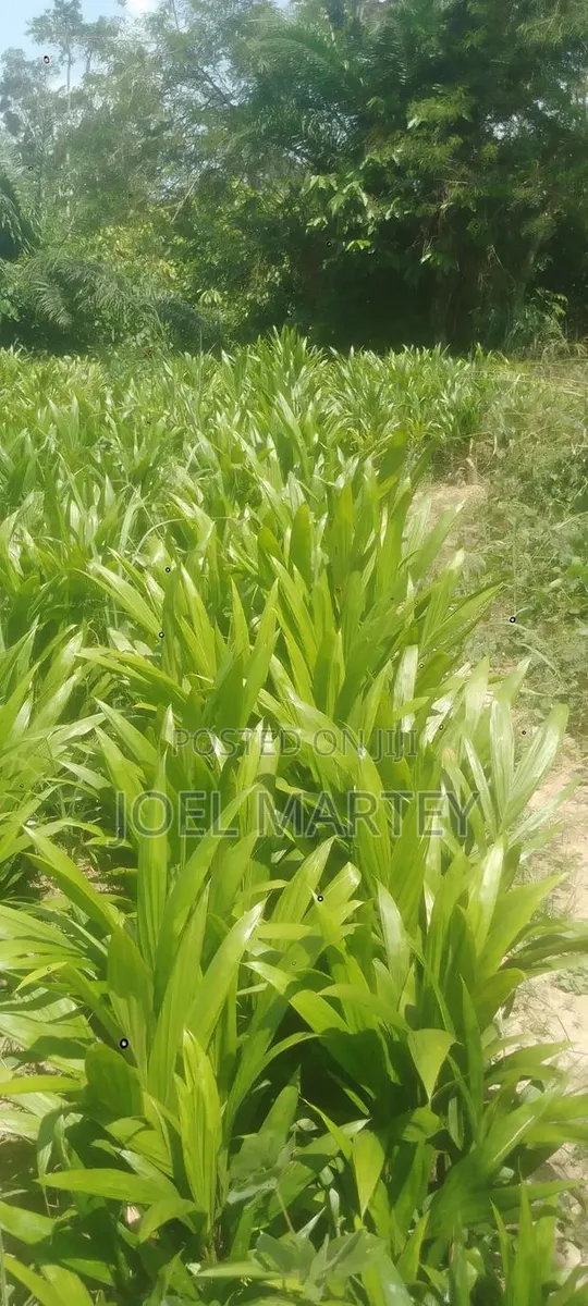 Palm Seedlings · Photo 1