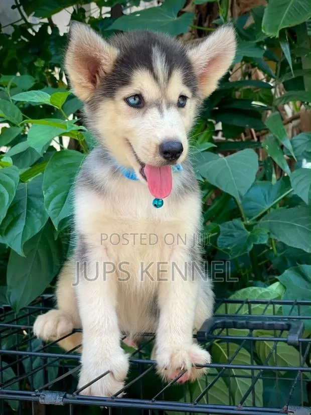 1-3 months Male Purebred Siberian Husky · Photo 1