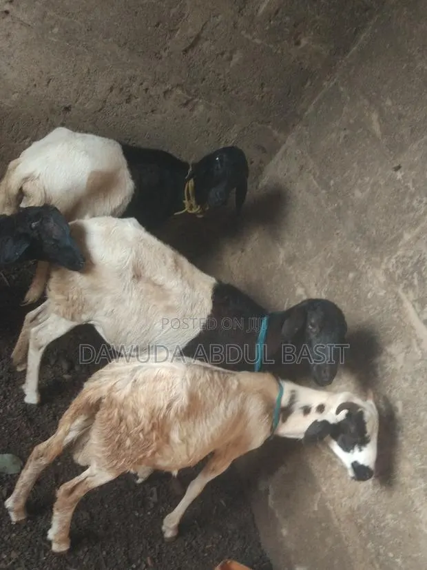 The Animals Seller · Photo 1