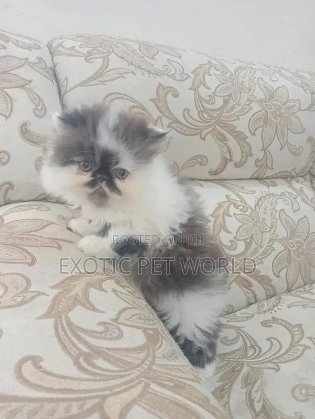 0-1 month Female Purebred Persian · Photo 1