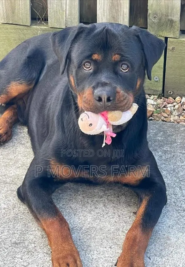 0-1 month Male Purebred Rottweiler · Photo 1
