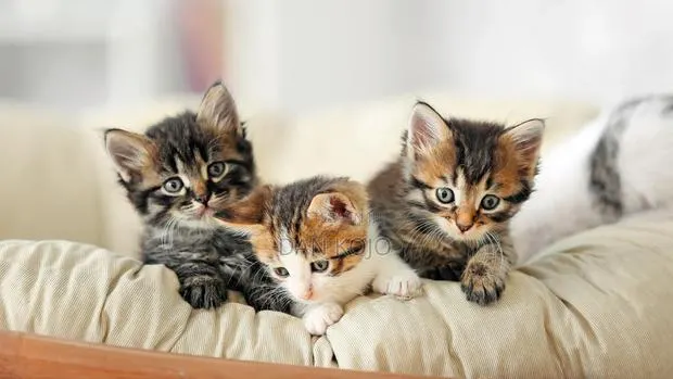0-1 month Female Mixed Breed American Shorthair · Photo 1