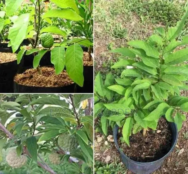 Exotic Sweet Apple (Sugar Apple) Seedlings · Photo 4