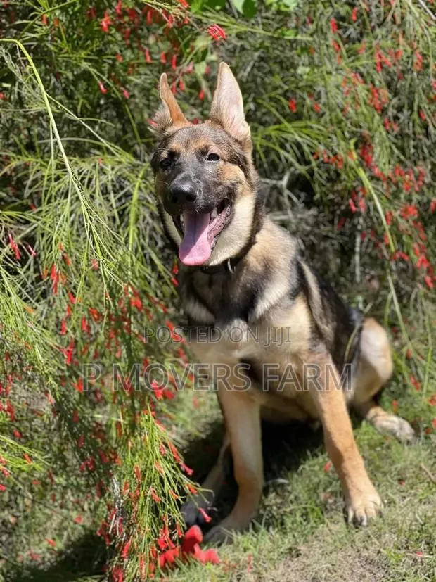 1-3 months Female Purebred German Shepherd · Photo 1
