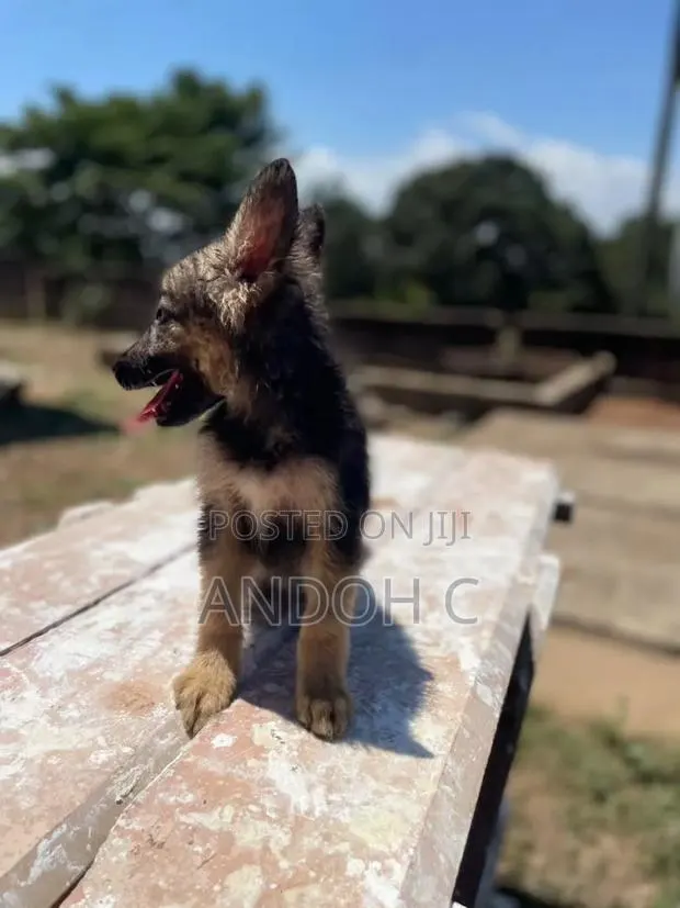 1-3 months Female Purebred German Shepherd · Photo 1