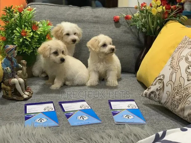 1-3 Month Female Mixed Breed Maltipoo · Photo 1