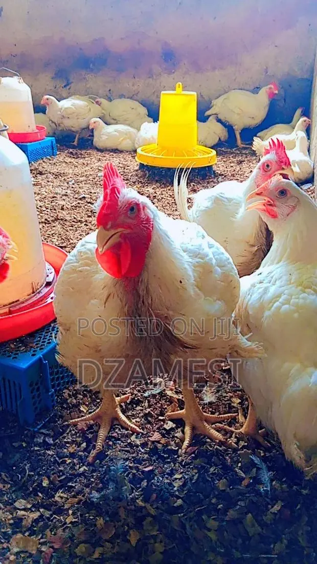 Broiler Birds · Photo 1
