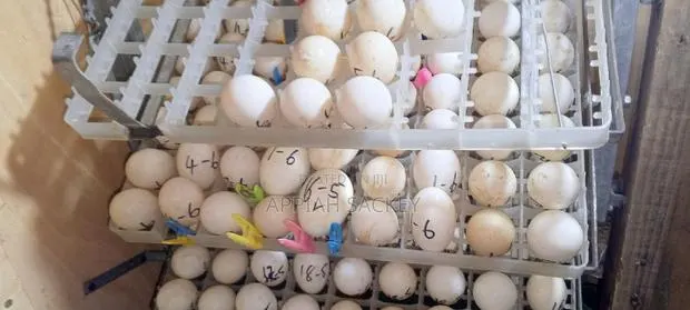Jumbo Pekins Fertilize Eggs · Photo 1