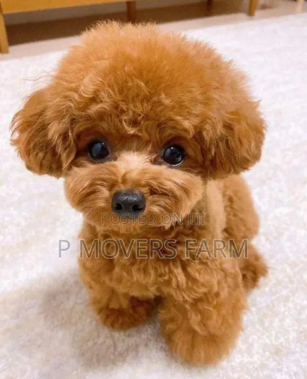 1-3 months Male Purebred Poodle · Photo 1