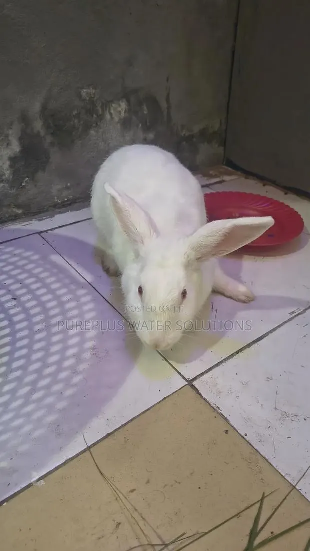 Rabbit for Sale · Photo 1