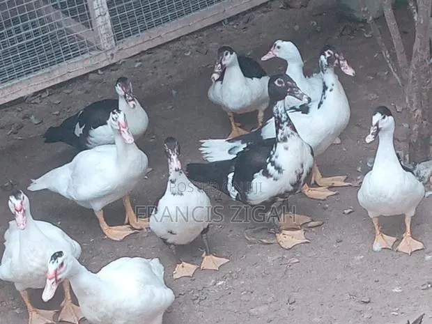 Healthy Ducks for Sale · Photo 1