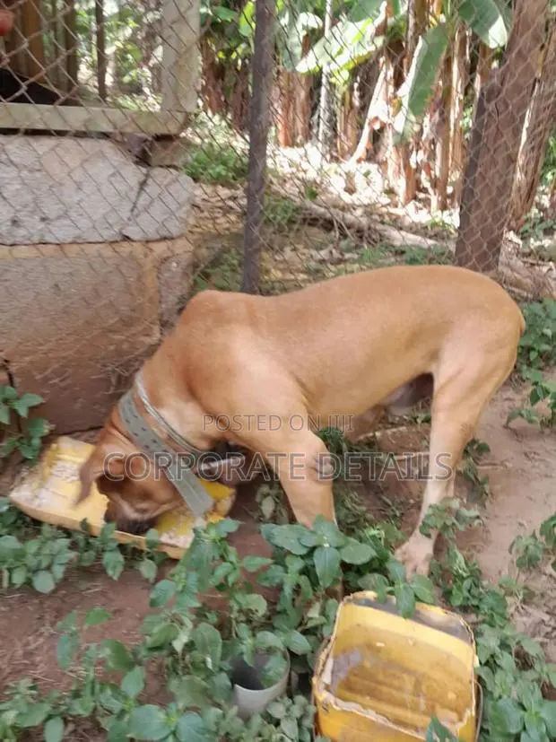 1+ year Male Purebred Boerboel · Photo 1