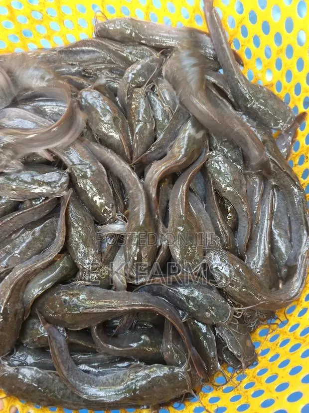 Fast Growing Healthy Catfish Juveniles Available · Photo 3