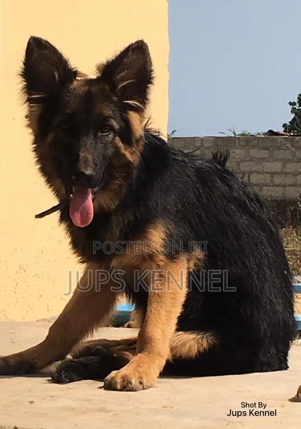 3-6 months Female Purebred German Shepherd · Photo 1
