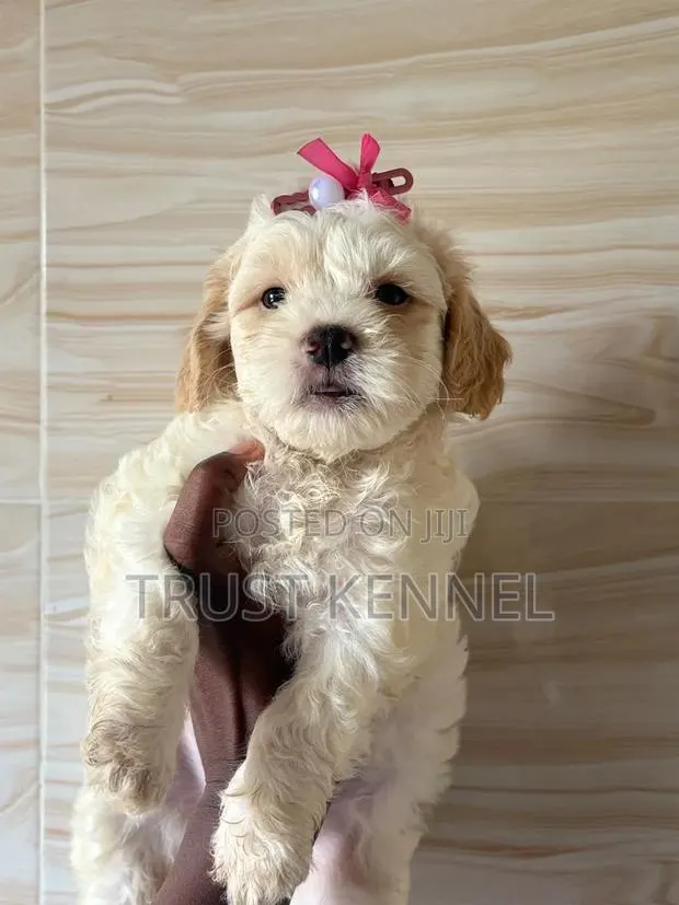 1-3 months Male Purebred Poodle · Photo 1