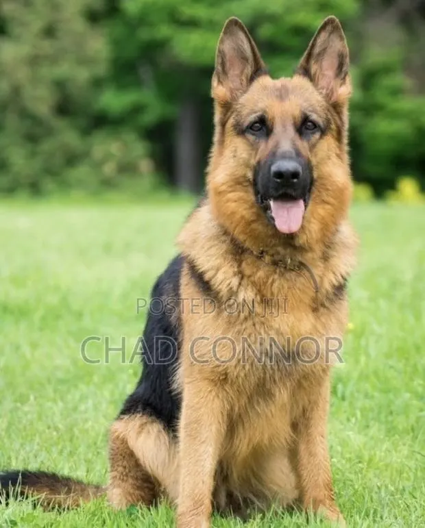 1+ year Male Purebred German Shepherd · Photo 1