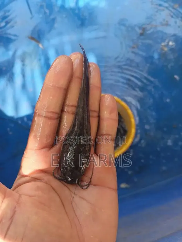 Fast Growing Catfish Jumbo Size · Photo 4