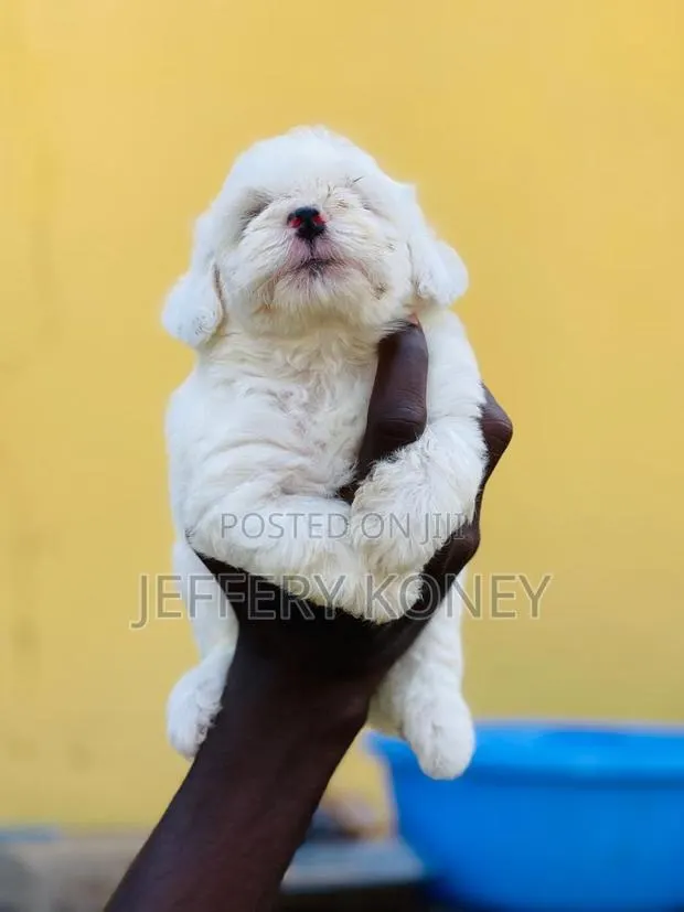 1-3 months Male Purebred Poodle · Photo 1