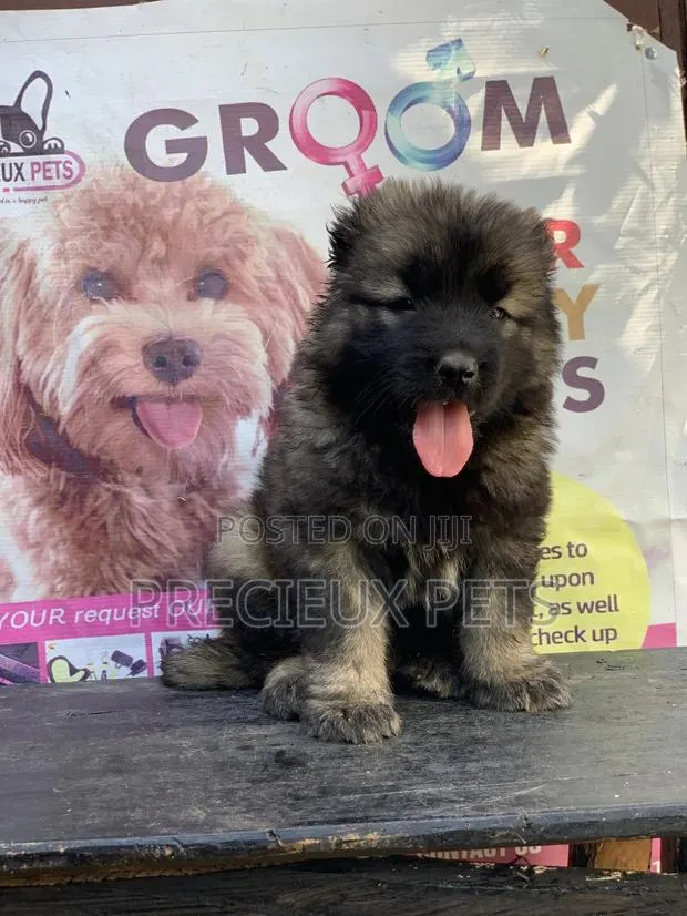 1-3 months Female Purebred Caucasian Shepherd · Photo 1