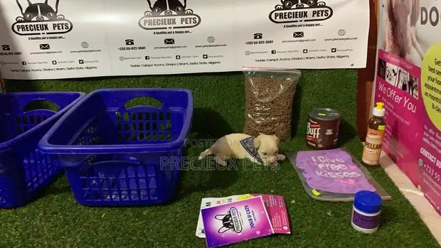 0-1 Month Female Purebred Maltese · Photo 1