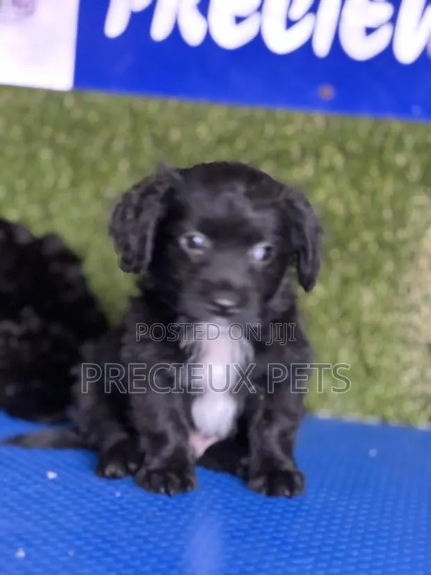1-3 months Male Mixed Breed Maltipoo · Photo 1