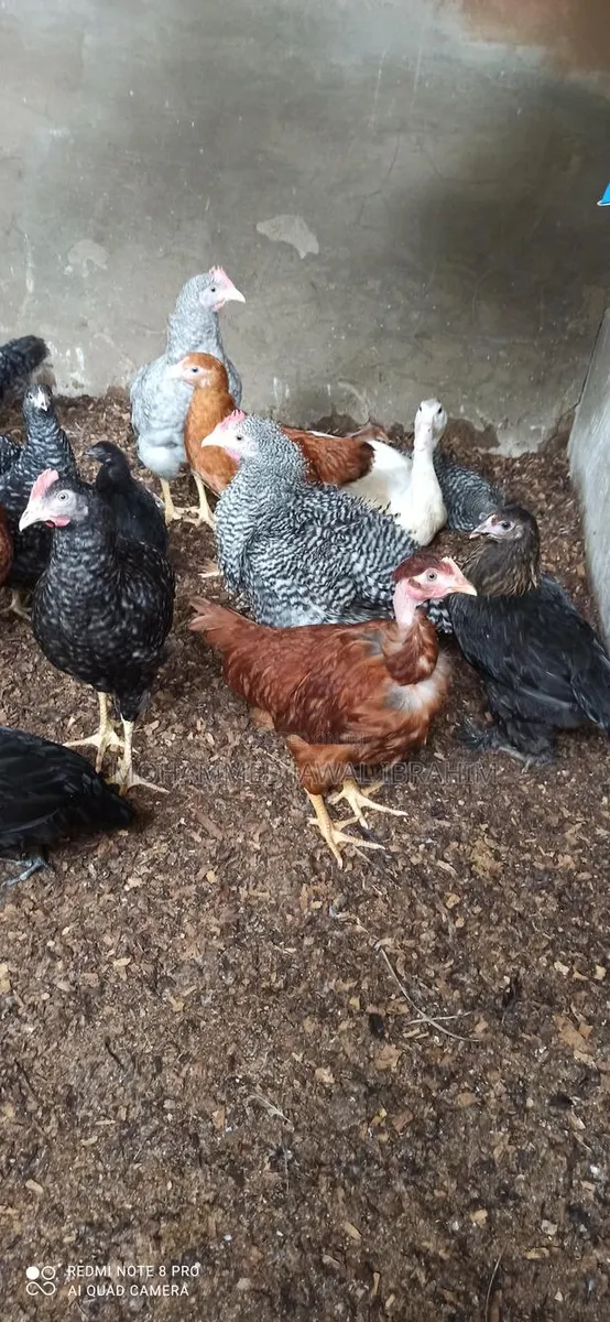 Plymouth Cockrel · Photo 1