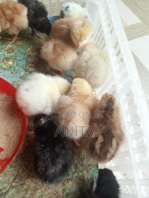 Hybrid Day Old Chicks · Photo 1