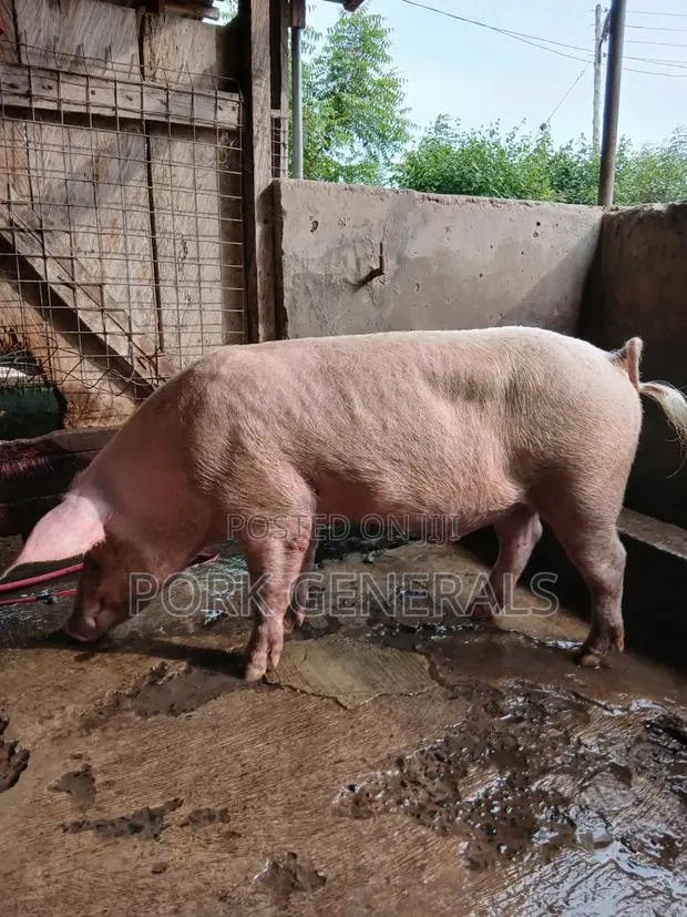 Premium Pork for Sale · Photo 3