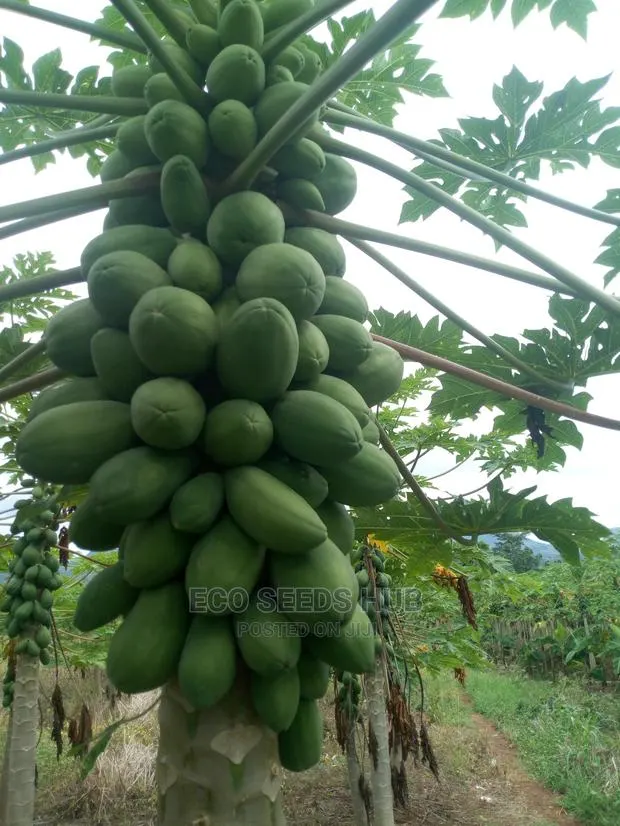 Exotic Pawpaw Seeds · Photo 1
