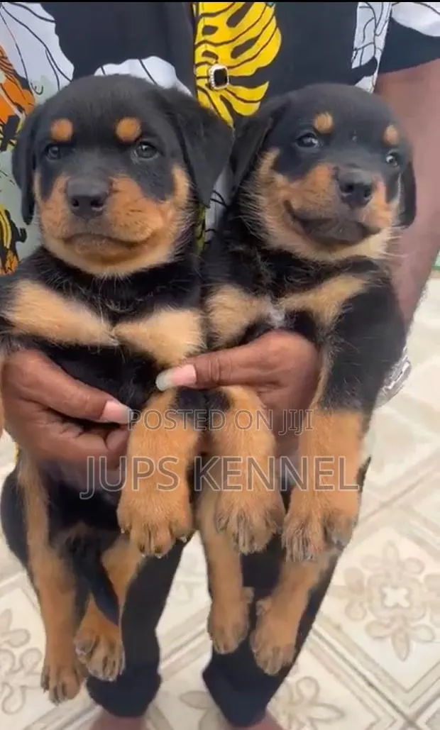 1-3 months Female Purebred Rottweiler · Photo 1