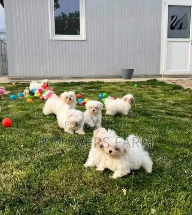 1-3 months Male Purebred Maltese · Photo 1
