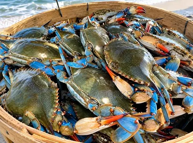 Fresh Crab · Photo 1