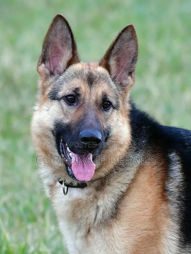 1+ year Male Purebred German Shepherd · Photo 1