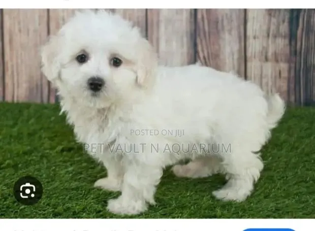 1-3 months Male Mixed Breed Maltese · Photo 1