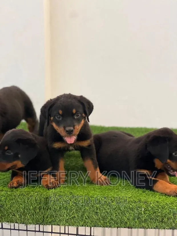 1-3 months Male Purebred Rottweiler · Photo 1