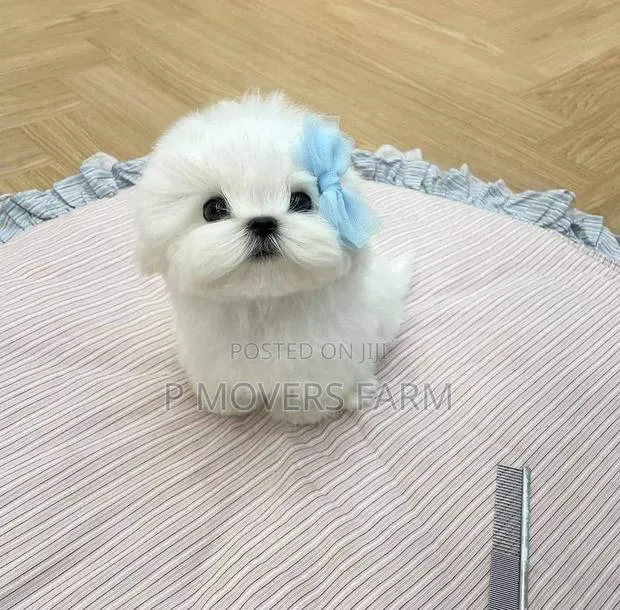 1-3 months Male Purebred Maltese · Photo 1