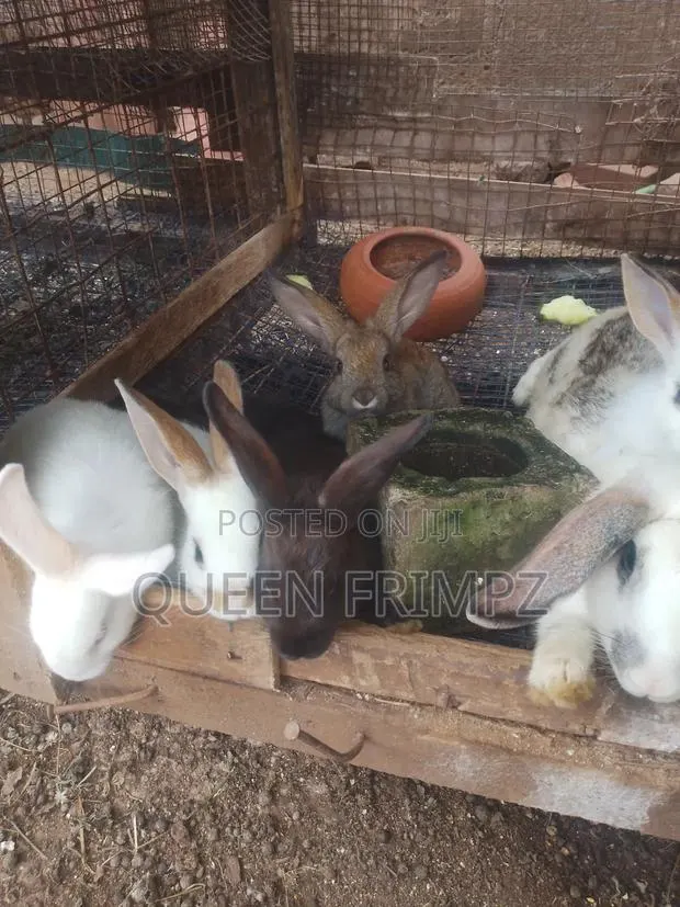 Affordable Bunnies · Photo 2