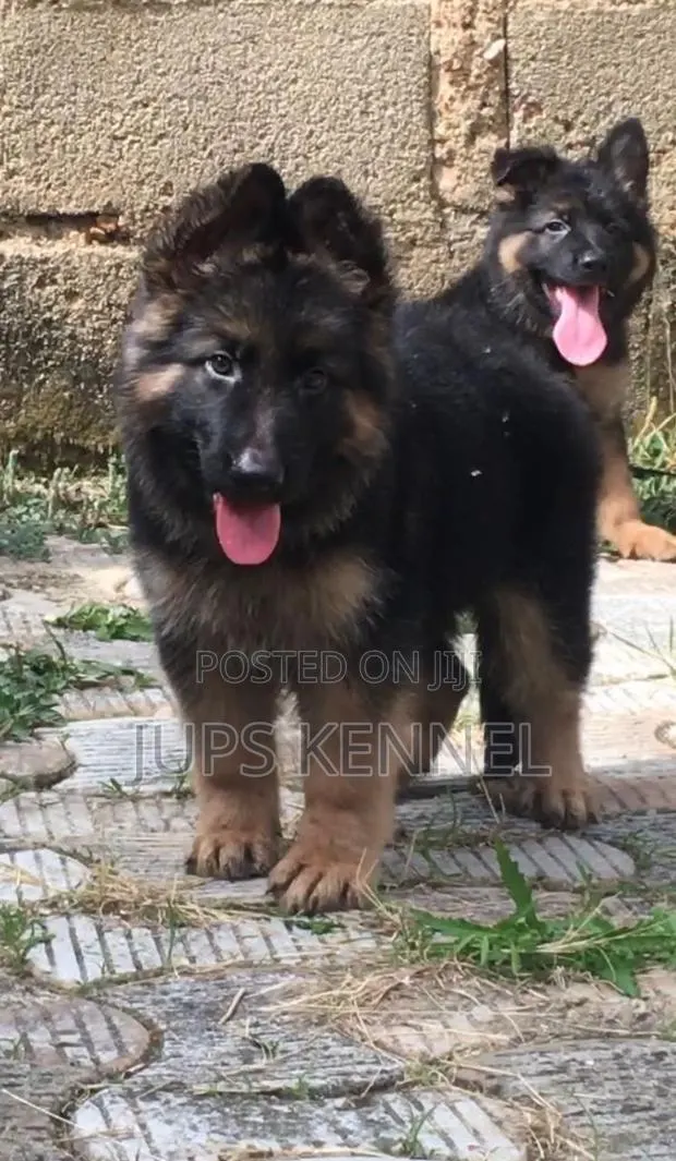1-3 months Female Purebred German Shepherd · Photo 1