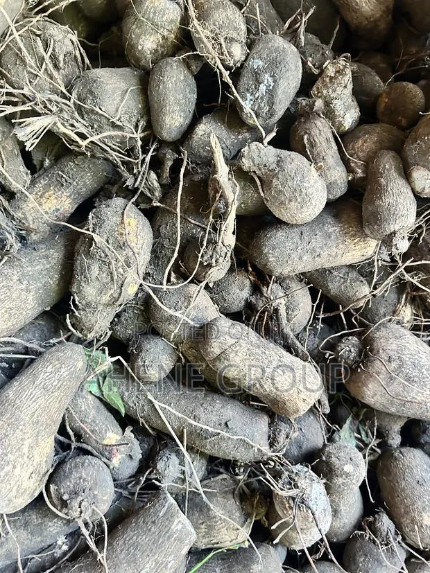 Pona Yam Heads (Mpoh) · Photo 2