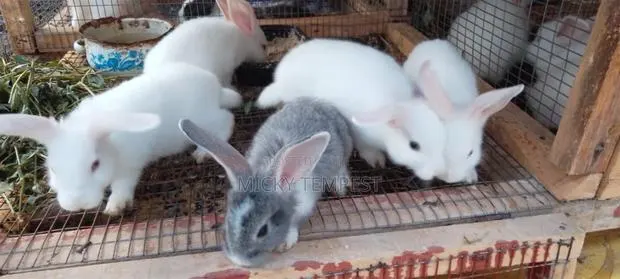 Rabbits (Bunnies) · Photo 1