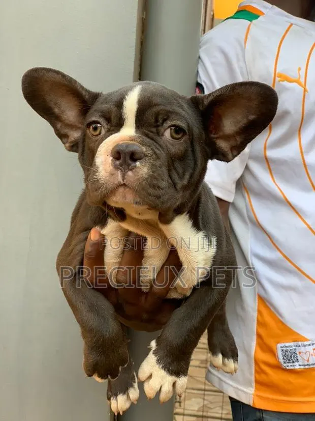 1-3 months Male Purebred French Bulldog · Photo 1