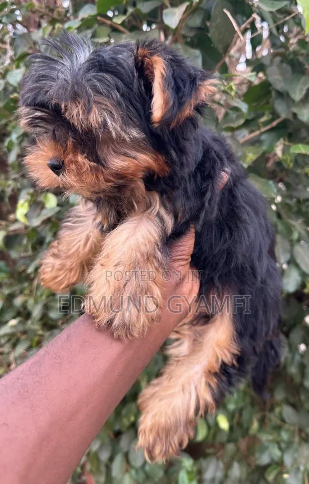 1-3 months Male Purebred Yorkshire Terrier · Photo 1