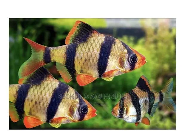 Tiger Barbs · Photo 1